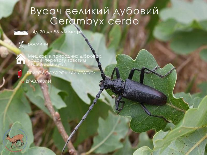 Вусач, що здатен прокусити навіть тверду кору: на Чернігівщині живе один із найбільших жуків Європи (Фото)