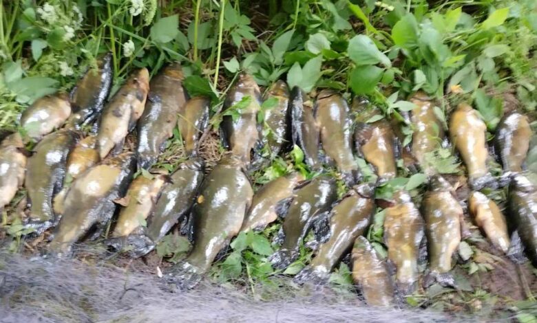 На Чернігівщині браконьєр наловив 17 кілограмів риби на понад 47 тисяч гривень
