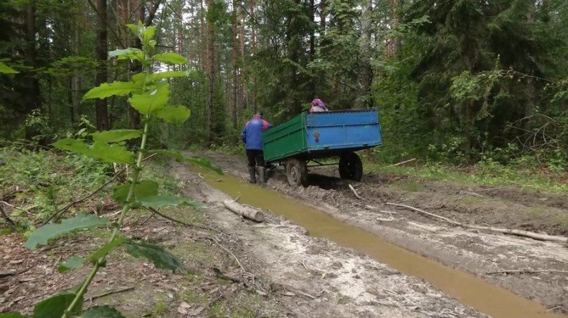 Лисички та білі продають, сироїжки для себе, а підберезники — для родичів: як збирають гриби на півночі Чернігівщини