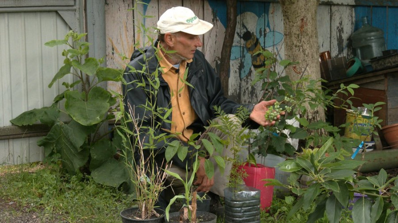 Хурма, апельсини, інжир, їстівні каштани: садівник із Ніжина вирощує екзотичні фрукти на Чернігівщині
