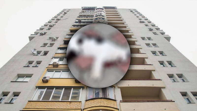 У Чернігові двоє малолітніх дівчат скинули кота з 9-го поверху, тварина загинула: поліція розслідує провадження