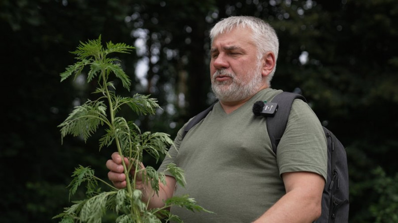 Карантинний бур’ян, який активно поширюється на Чернігівщині: що таке амброзія та як з нею боротися