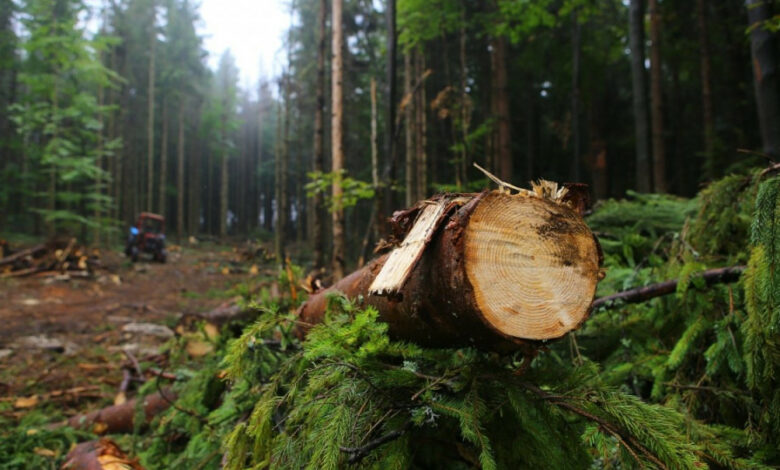 На Чернігівщині судитимуть лісника, через недбалість якого було завдано збитків на понад 13 млн грн