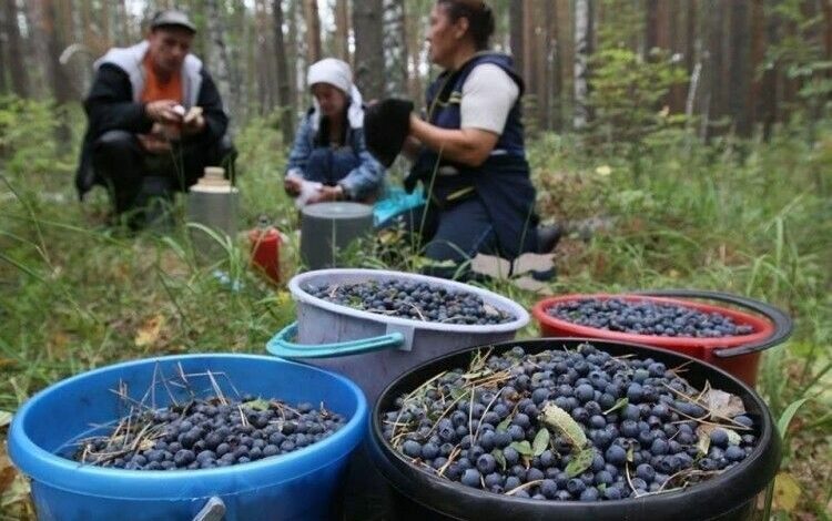 Не заробили грошей: цьогорічний чорничний сезон на Чернігівщині виявився невдалим