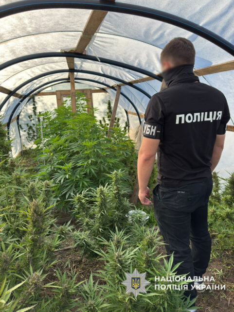 У Чернігові чоловік у теплицях вирощував коноплі (Фото)