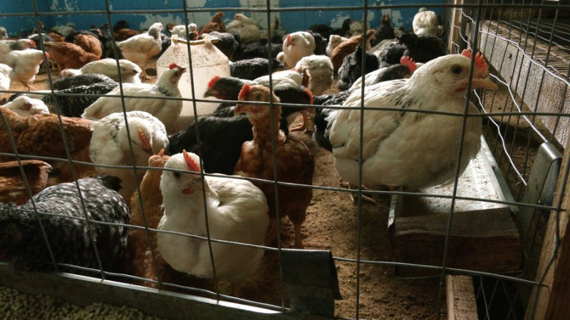 "Все на екологічно чистому продукті": чернігівець Дмитро Глузд відкрив птахоферму за грантові кошти