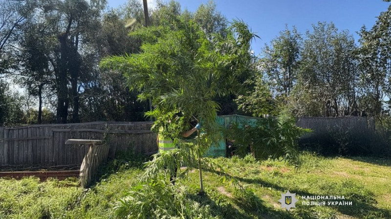 На Чернігівщині оголосили підозру чоловіку, у якого виявили близько 70 кущів коноплі й пів кілограма висушеного канабісу