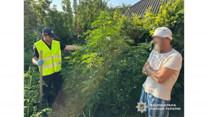 Кущі конопель на присадибі виявили у жителів чотирьох громад Чернігівщини, у мешканців Прилук — канабіс і боєприпаси