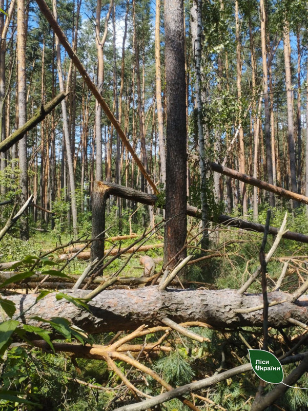 На Чернігівщині внаслідок буревію пошкоджено понад 200 га лісу (Фото)