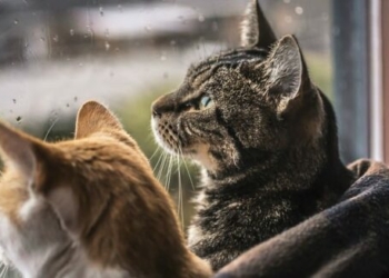 Наближається хвиля похолодання: синоптики – про погоду в найближчі дні Наближається хвиля похолодання: синоптики – про погоду в найближчі дні