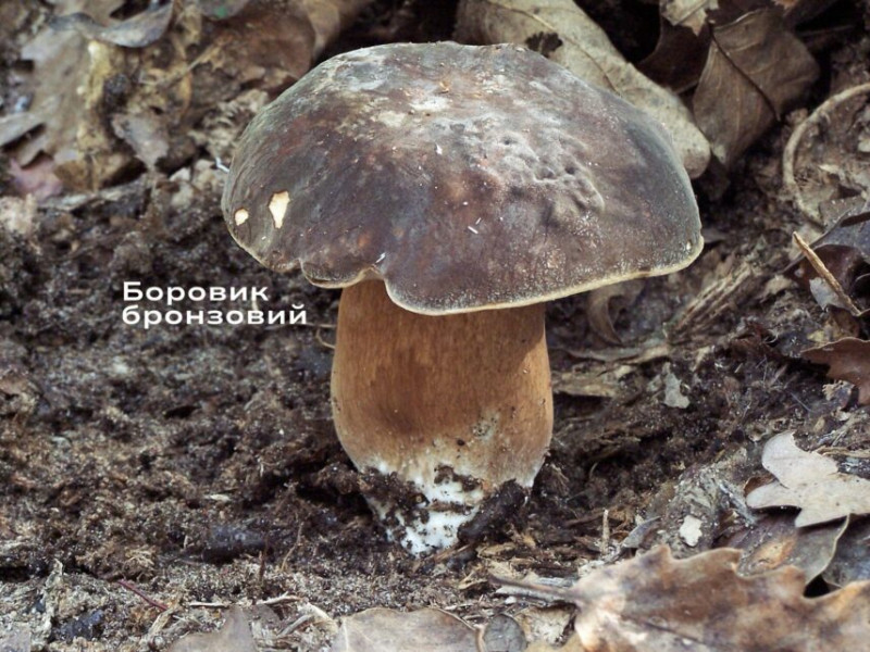 Рідкісні, червонокнижні гриби Чернігівщини, які знаходяться на межі зникнення (Фото)