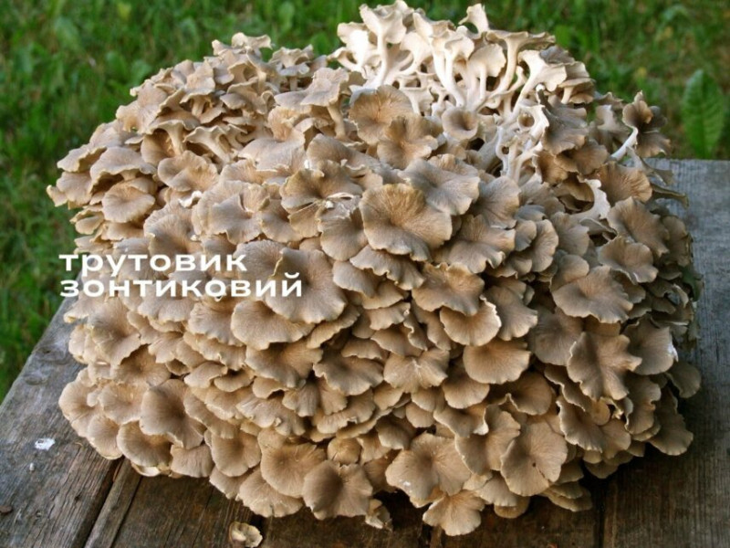 Рідкісні, червонокнижні гриби Чернігівщини, які знаходяться на межі зникнення (Фото)