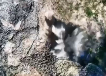 Прикордонники за тиждень знищили російські авто, укриття та техніку спостереження поблизу кордону з Чернігівщиною Прикордонники за тиждень знищили російські авто, укриття та техніку спостереження поблизу кордону з Чернігівщиною