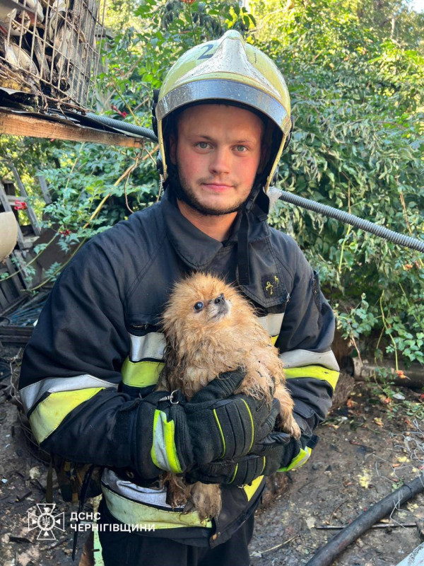 Чернігівські надзвичайники врятували шістьох песиків