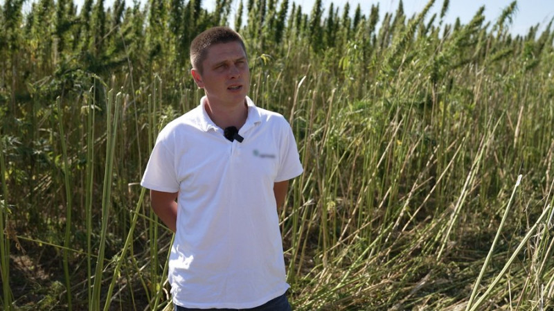 Наркотичних речовин немає: на Чернігівщині збирають врожай технічних конопель