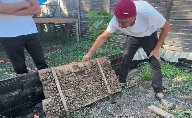 Екзотичний бізнес: на Чернігівщині родина розводить їстівних равликів