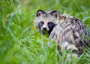 На Чернігівщині виявили скажену єнотовидну собаку: у чотирьох селах оголошено карантин На Чернігівщині виявили скажену єнотовидну собаку: у чотирьох селах оголошено карантин