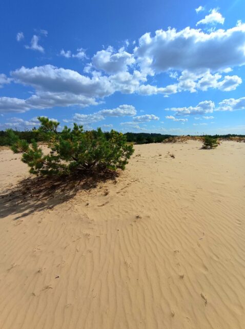На Чернігівщині є своя мініпустеля (Фото)