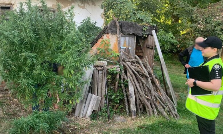 На Прилуччині поліцейські викрили місцевих мешканців у незаконному вирощуванні конопель та зберіганні наркотиків