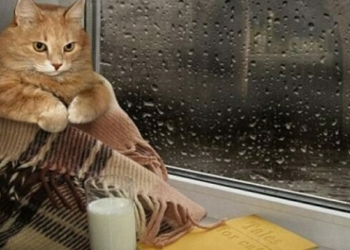 Перші холодні «подихи» осені: коли відчує Чернігівщина Перші холодні «подихи» осені: коли відчує Чернігівщина