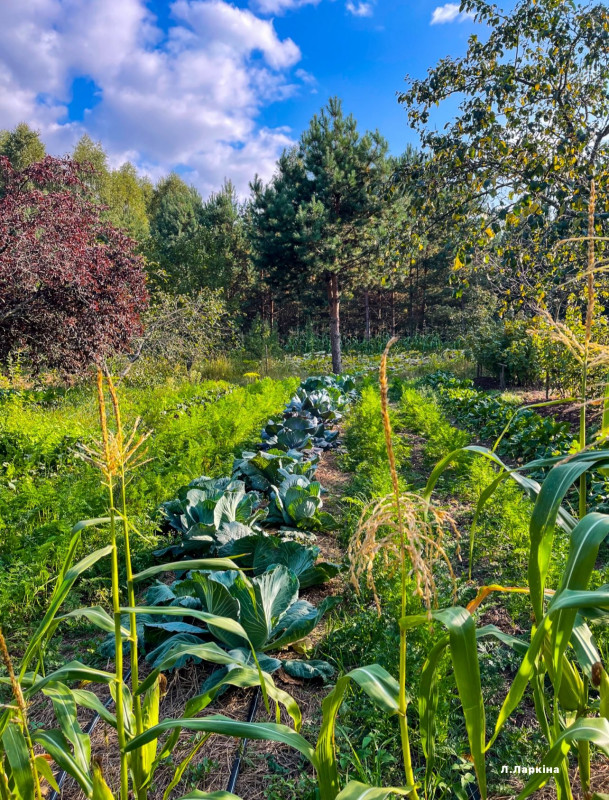У селі на Чернігівщині живе подружжя, яке наполовину відмовилося від благ цивілізації (Фото)