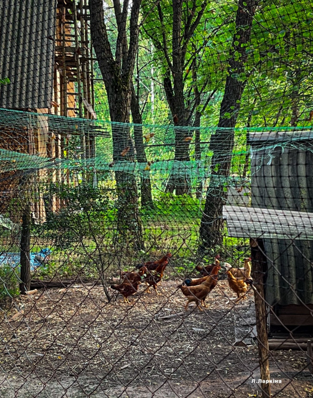 У селі на Чернігівщині живе подружжя, яке наполовину відмовилося від благ цивілізації (Фото)