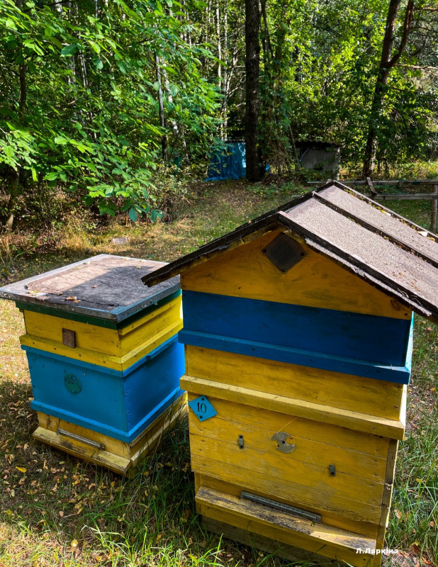 У селі на Чернігівщині живе подружжя, яке наполовину відмовилося від благ цивілізації (Фото)