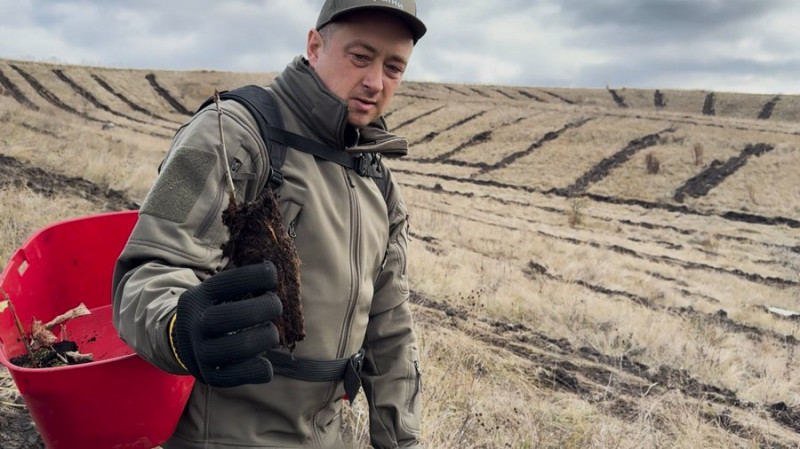 Замість пасовищ — молодий ліс: на території Срібнянської громади на Чернігівщині висадили 12,5 тисяч сіянців дерев