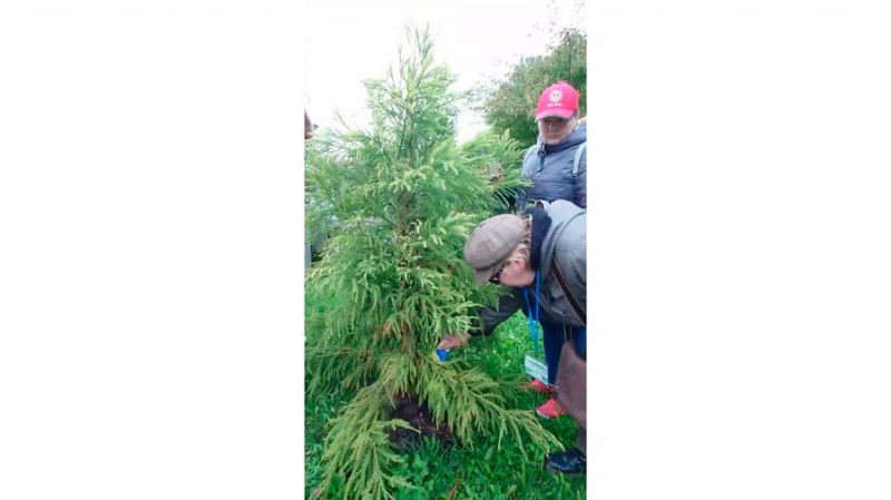Дерево пам'яті про загиблу військову медикиню Марину Гриценко з Чернігівщини росте у Львові