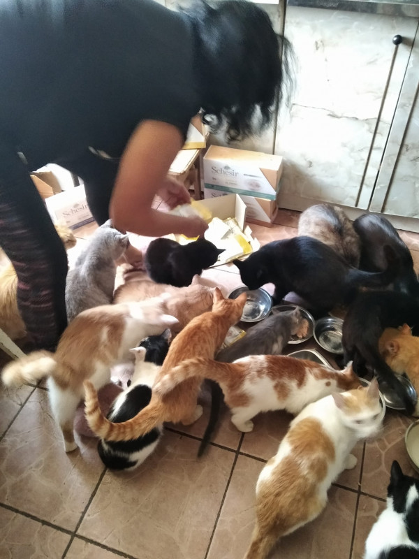 «Дуже важко. Ми тримаємося з останніх сил»: жінка з обстрілюваного чернігівського прикордоння дбає про 32 собак і 35 котів