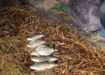 На Чернігівщині затримали браконьєрів з Київської області На Чернігівщині затримали браконьєрів з Київської області