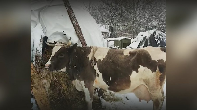 Доглядає за господарством та веде ТікТок-блог про життя в селі: історія 20-річного хлопця з Чернігівщини