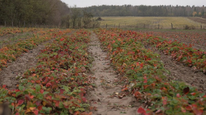 "Я засумував за мирною працею": після повернення з війни колишній голова Чернігівської райради сів за кермо трактора