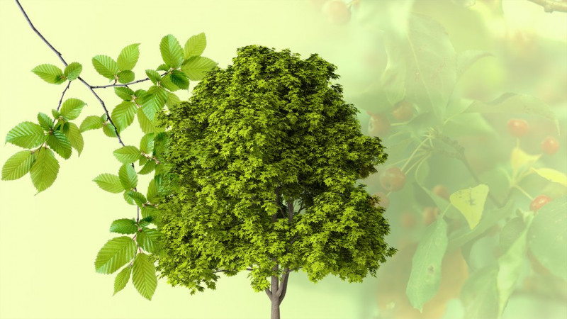 У Чернігові планують закупити 40 500 цибулин тюльпанів на понад 1 мільйон гривень: де їх висадять