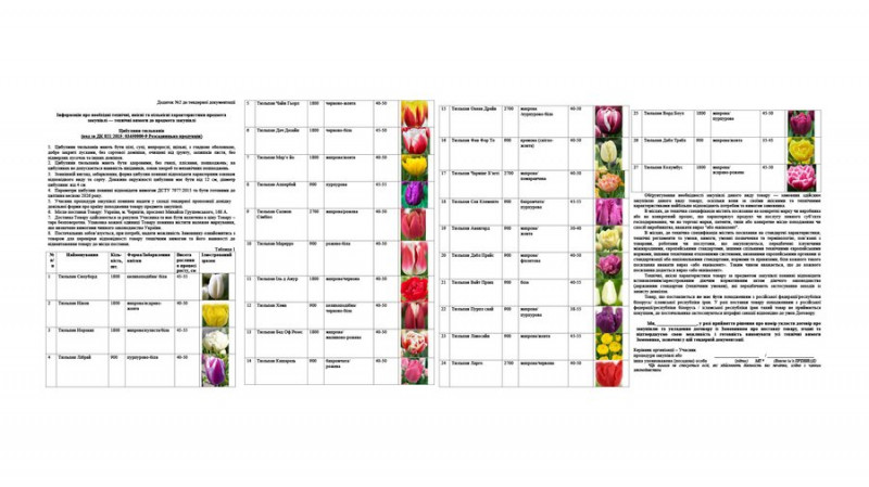 У Чернігові планують закупити 40 500 цибулин тюльпанів на понад 1 мільйон гривень: де їх висадять