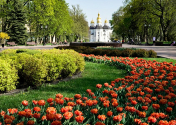 У Чернігові планують закупити 40 500 цибулин тюльпанів на понад 1 мільйон гривень: де їх висадять