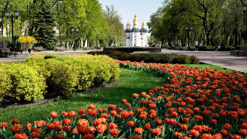 У Чернігові планують закупити 40 500 цибулин тюльпанів на понад 1 мільйон гривень: де їх висадять
