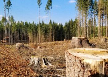 На Чернігівщині лісгосп має сплатити майже півтора мільйона гривень за незаконну порубку дерев