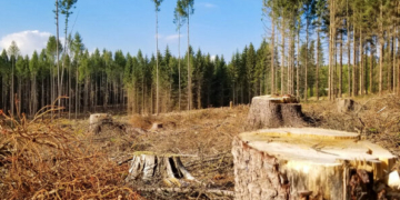 На Чернігівщині лісгосп має сплатити майже півтора мільйона гривень за незаконну порубку дерев