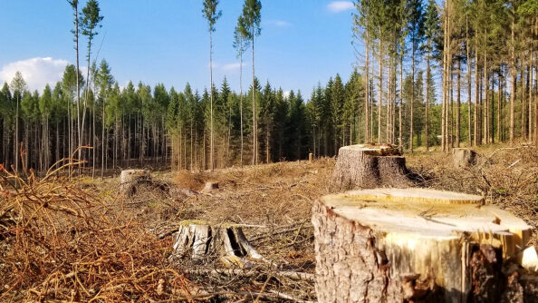 На Чернігівщині лісгосп має сплатити майже півтора мільйона гривень за незаконну порубку дерев