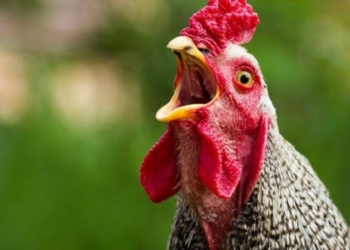 Нічийні собаки подерли курей: чи була ситуація в селищі на Чернігівщині Нічийні собаки подерли курей: чи була ситуація в селищі на Чернігівщині