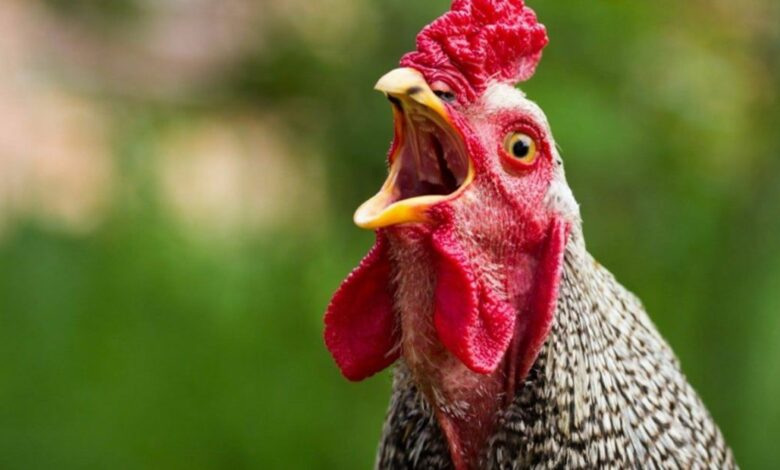 Нічийні собаки подерли курей: чи була ситуація в селищі на Чернігівщині