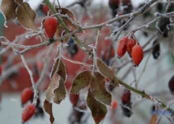 Початок грудня на Чернігівщині буде теплим