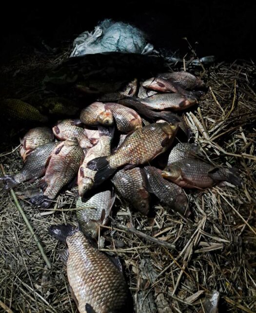 Рибалка на Чернігівщині наловив риби майже на 50 тисяч гривень (Фото)