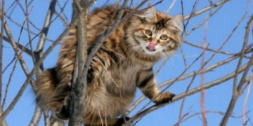 Село на Чернігівщині потрапило під карантин через сказ у кота