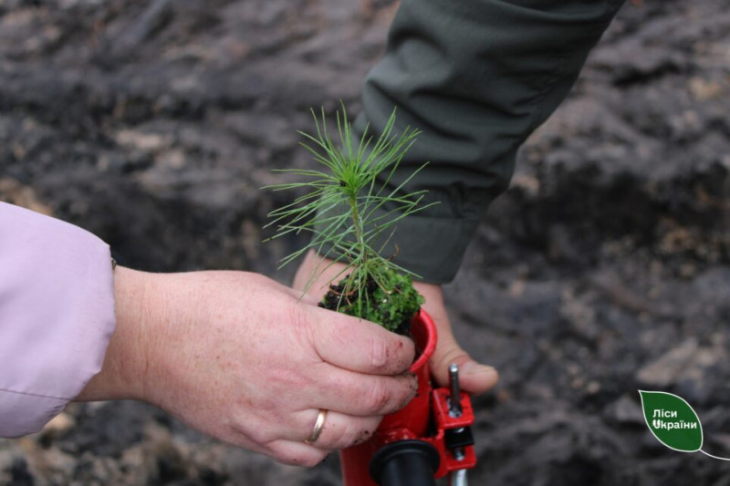 У пам’ять про загиблого воїна виросте цілий ліс: на Чернігівщині вшанували лісника