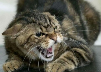 У Сновській громаді зафіксували захворювання на сказ У Сновській громаді зафіксували захворювання на сказ