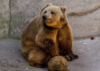 «Ведмеді вже періодично засинають»: як Менський зоопарк підготувався до зими