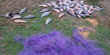 За незаконну риболовлю порушник з Чернігівщини сплатить до бюджету понад 125 тисяч гривень За незаконну риболовлю порушник з Чернігівщини сплатить до бюджету понад 125 тисяч гривень