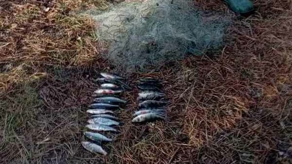 Житель Сумщини наловив на Чернігівщині риби на понад 56 тисяч гривень